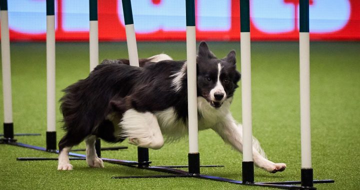 A Day at Crufts – The World’s Greatest Dog Show