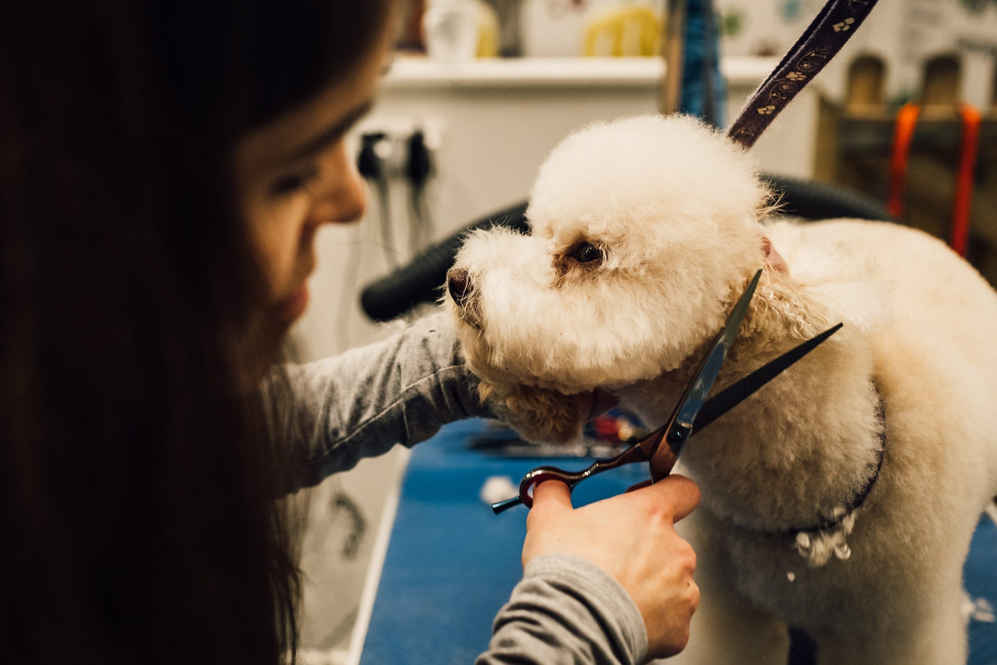 Woof & Ready – Providing Dog Grooming and Care Services in Glossop